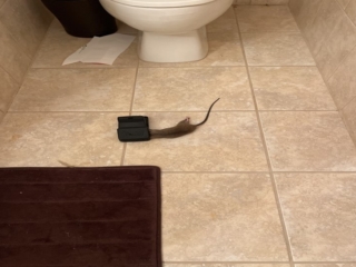 Rodent Caught During Home Watch