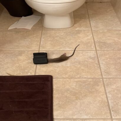 Rodent Caught During Home Watch